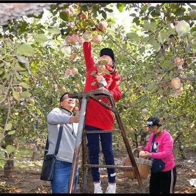 秋季采摘苹果